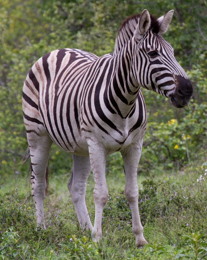 Plains Zebra